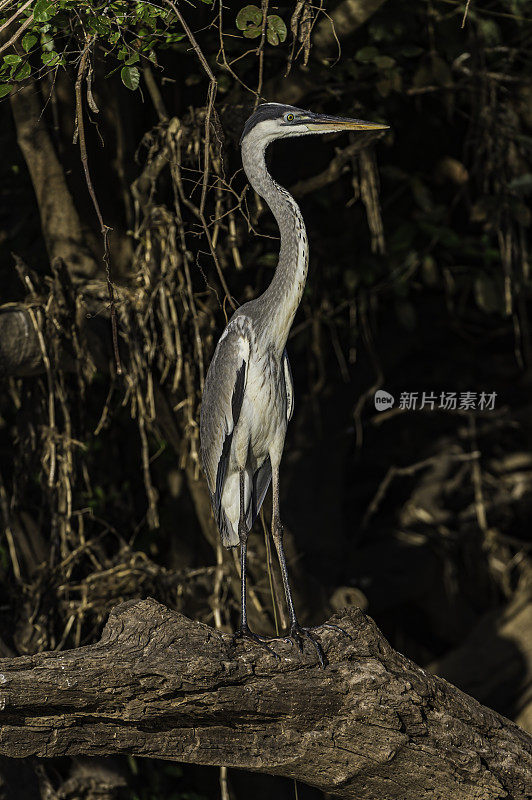 可可苍鹭(Ardea cocoi)是一种在巴西潘塔纳尔发现的鹭科苍鹭。站着。